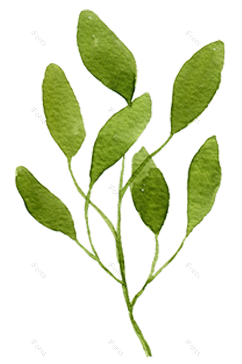 叶子图片,绿叶元素,花卉PNG,花草免抠素材